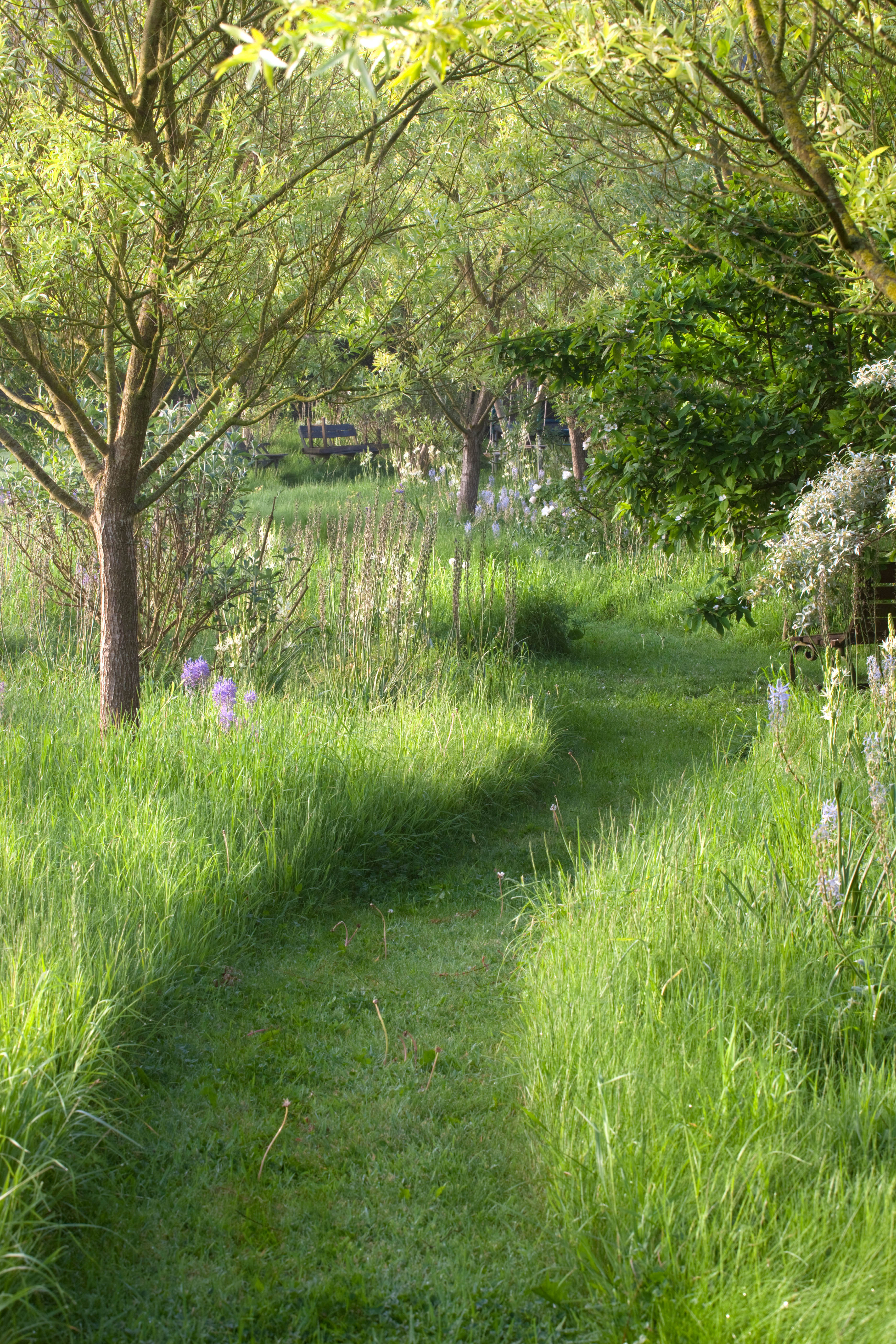 A winding garden path through meadow grasses lined with purple wild flowers.