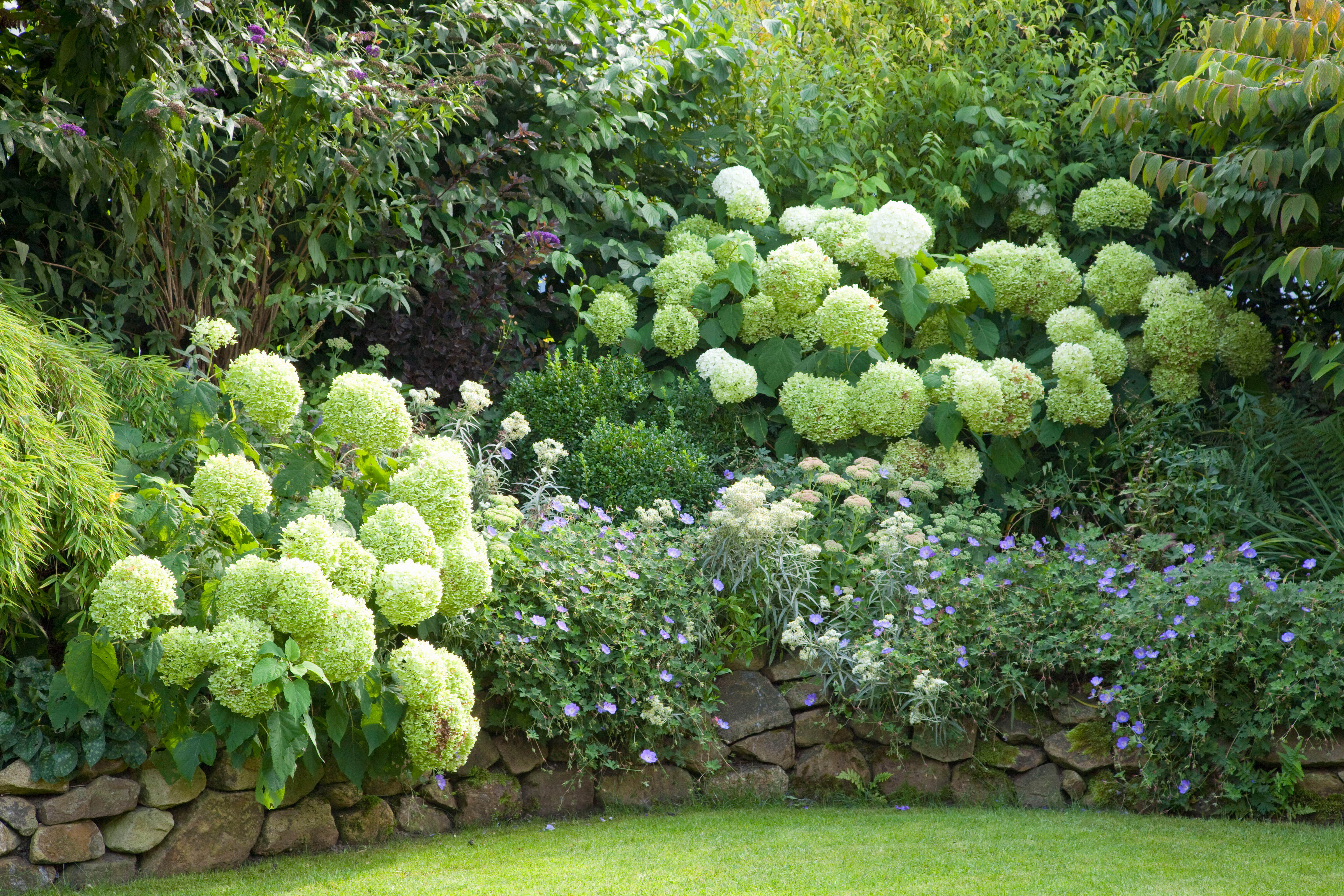 A lush garden border of large white, Annabelle-style, hydrangea blooms and blue cranesbill geraniums cascading over a dry-stone retaining wall, with dense green trees and shrubs in the background.